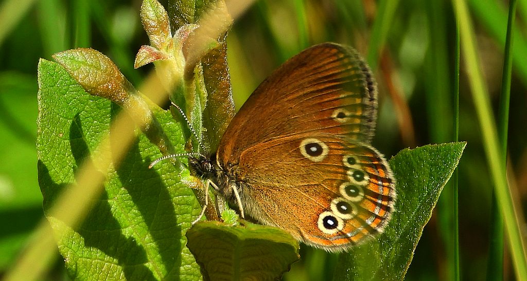Strzępotek edypus (Coenonympha oedippus)