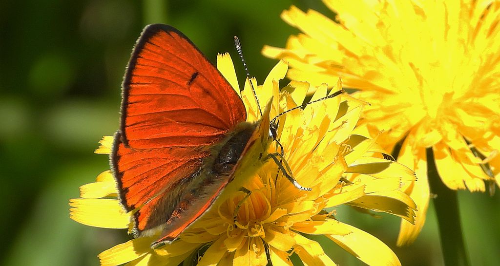 Czerwończyk nieparek, czerwończyk większy (Lycaena dispar)