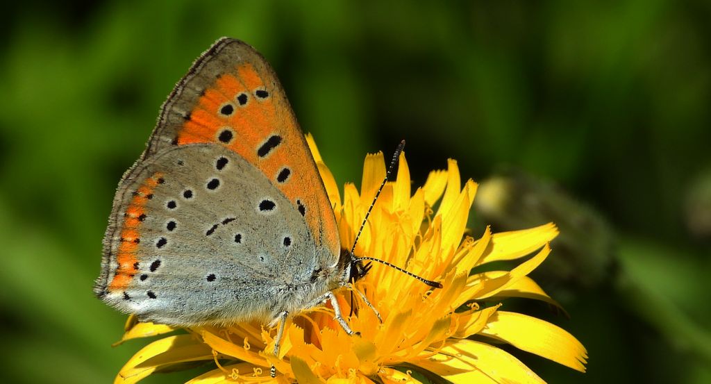 Czerwończyk nieparek, czerwończyk większy (Lycaena dispar)