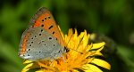 Czerwończyk nieparek, czerwończyk większy (Lycaena dispar)