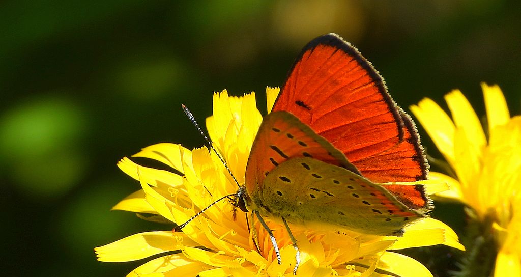 Czerwończyk nieparek, czerwończyk większy (Lycaena dispar)