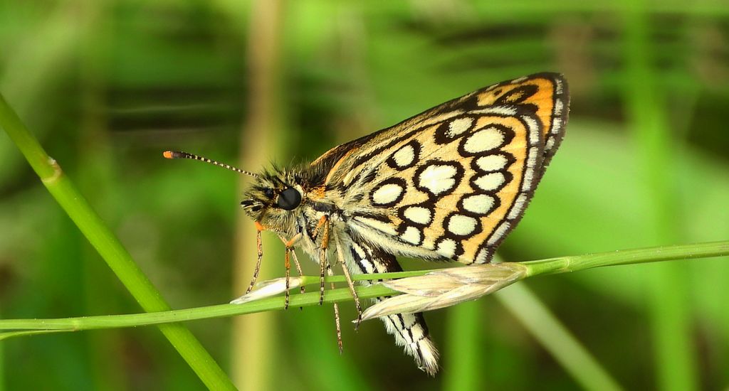 Rojnik morfeusz (Heteropterus morpheus)