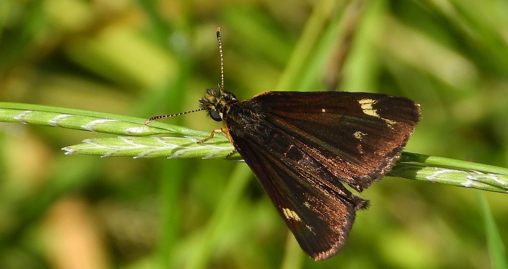 Rojnik morfeusz (Heteropterus morpheus)
