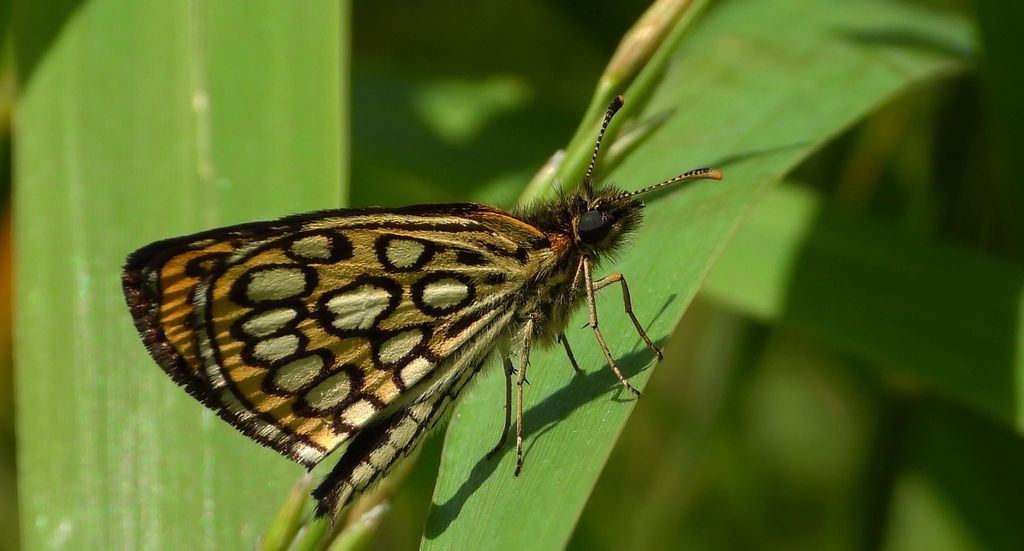 Rojnik morfeusz (Heteropterus morpheus)