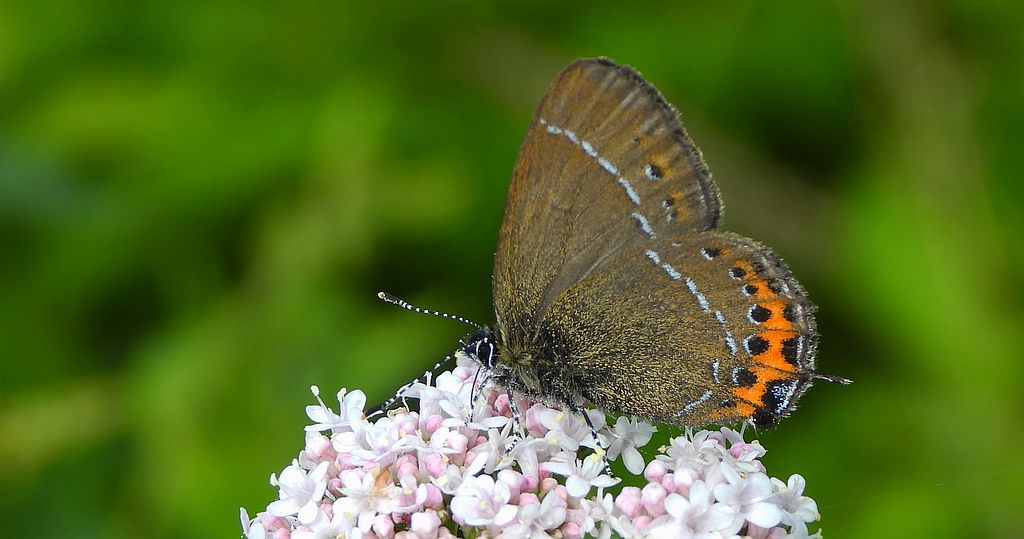 Ogończyk śliwowiec (Satyrium pruni)