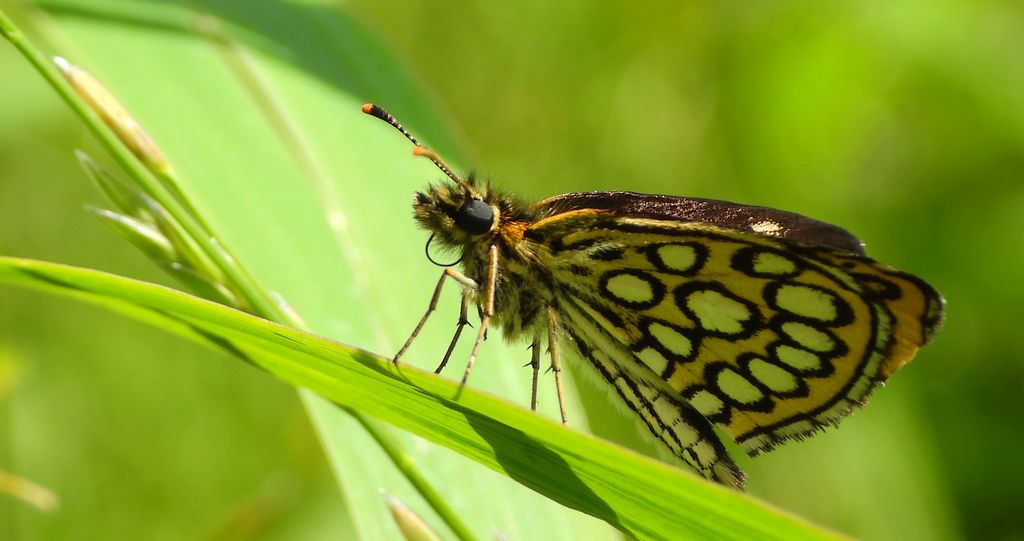 Rojnik morfeusz (Heteropterus morpheus)