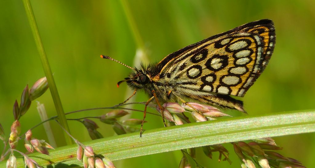 Rojnik morfeusz (Heteropterus morpheus)