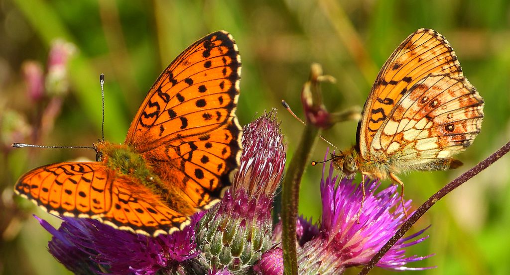 Dostojka dafne (Brenthis daphne)