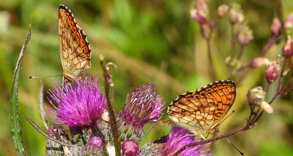 Dostojka dafne (Brenthis daphne)