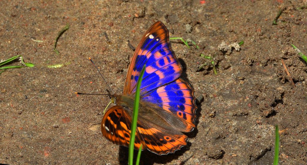 Mieniak strużnik (Apatura ilia)