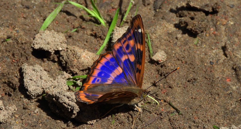 Mieniak strużnik (Apatura ilia)