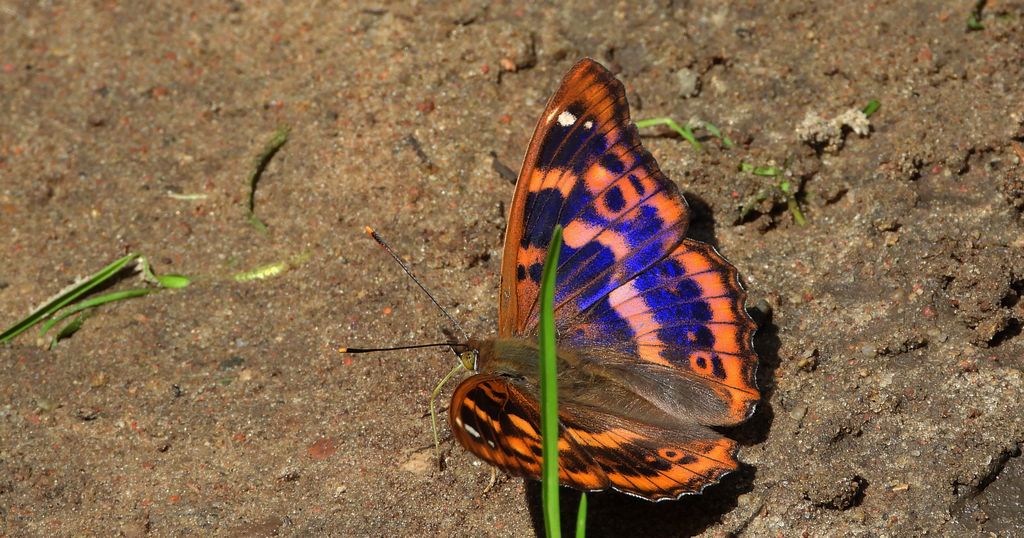 Mieniak strużnik (Apatura ilia)