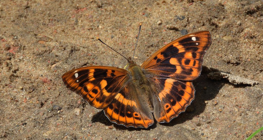 Mieniak strużnik (Apatura ilia)