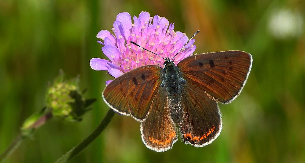Czerwończyk zamgleniec (Lycaena alciphron)