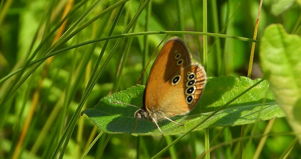 Strzępotek edypus (Coenonympha oedippus)