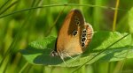 Strzępotek edypus (Coenonympha oedippus)