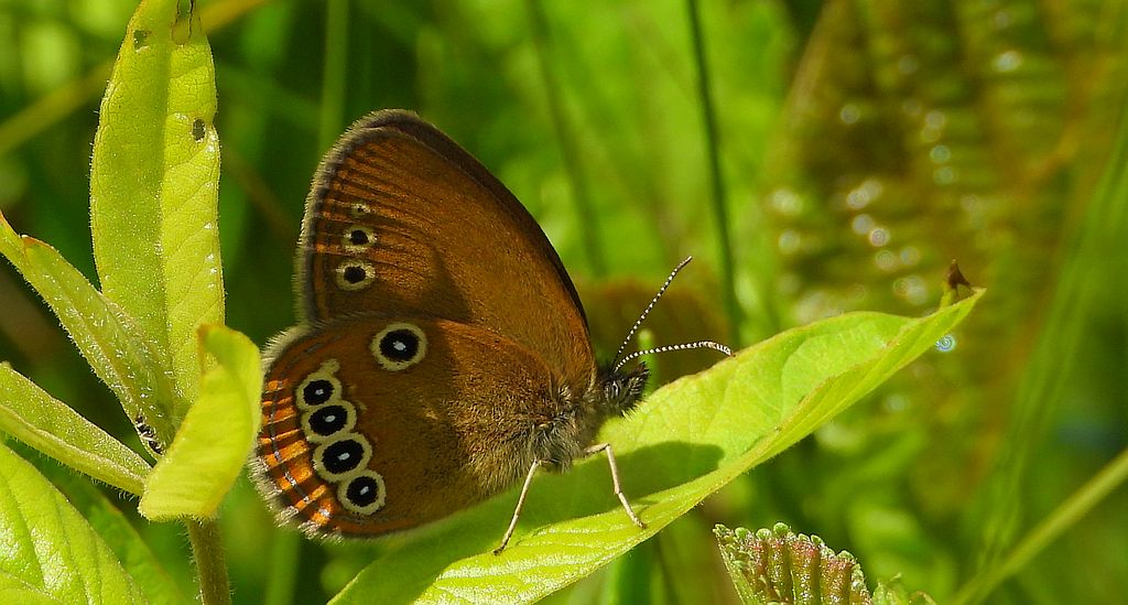 Strzępotek edypus (Coenonympha oedippus)