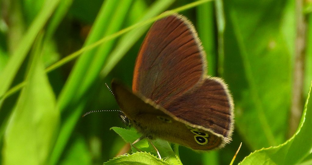 Strzępotek edypus (Coenonympha oedippus)