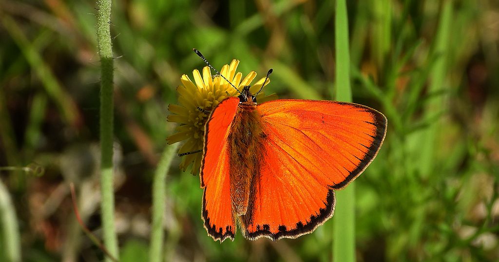 Czerwończyk dukacik (Lycaena virgaureae)