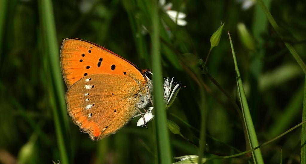 Czerwończyk dukacik (Lycaena virgaureae)