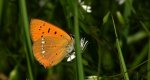 Czerwończyk dukacik (Lycaena virgaureae)