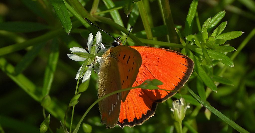 Czerwończyk dukacik (Lycaena virgaureae)