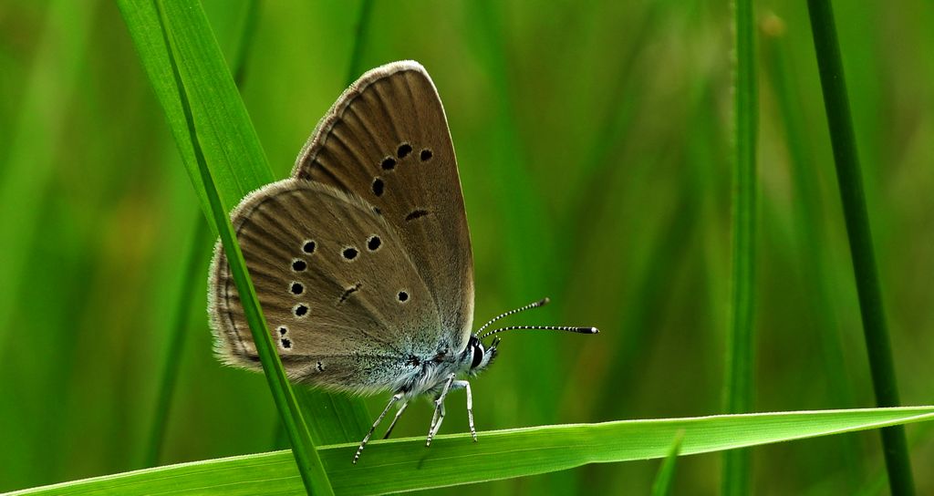 Modraszek semiargus (Polyommatus semiargus)