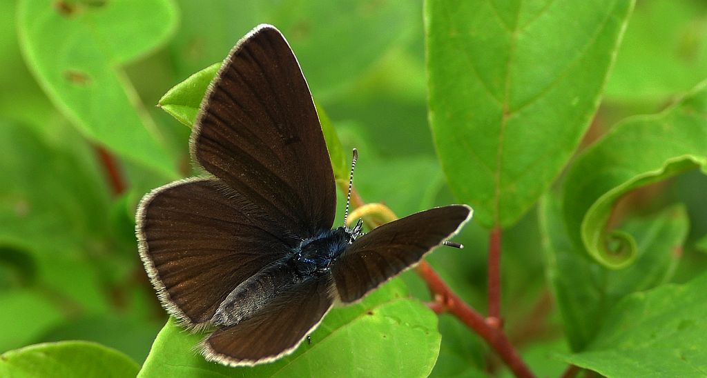 Modraszek semiargus (Polyommatus semiargus)