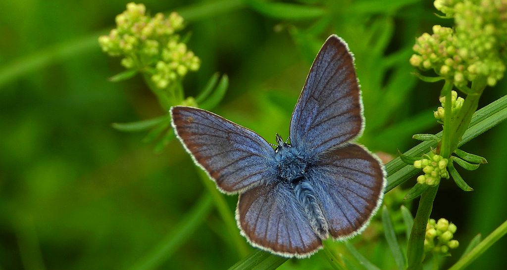 Modraszek semiargus (Polyommatus semiargus)