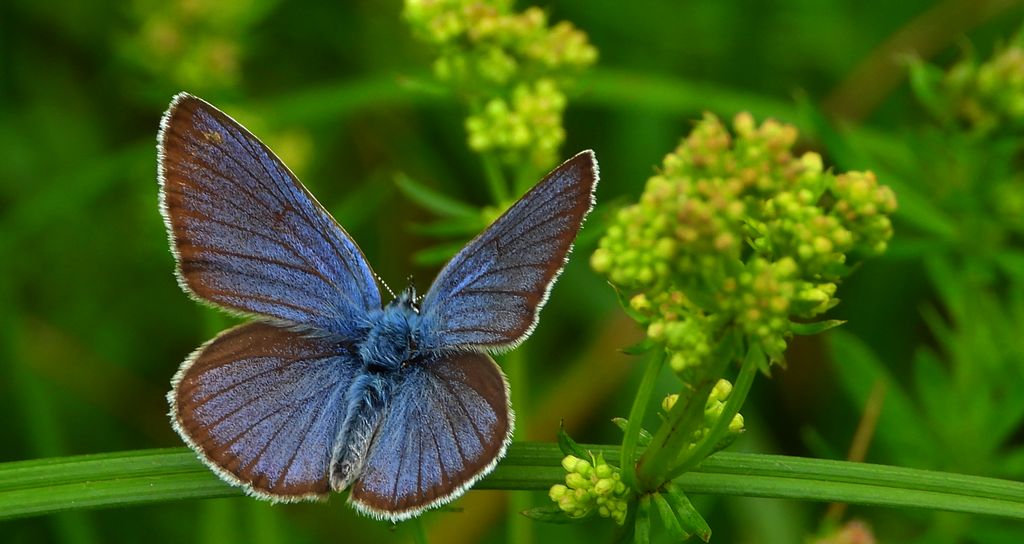 Modraszek semiargus (Polyommatus semiargus)