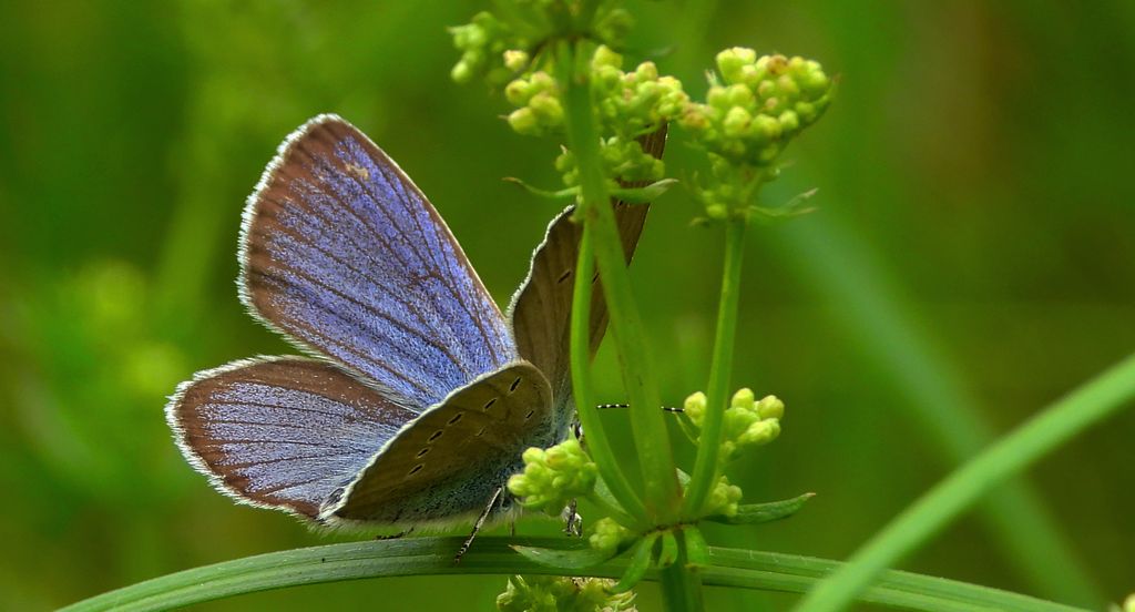 Modraszek semiargus (Polyommatus semiargus)