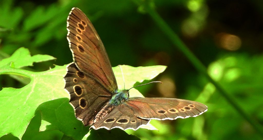 Osadnik wielkooki (Lopinga achine)