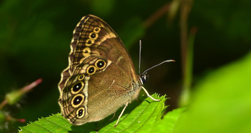 Osadnik wielkooki (Lopinga achine)