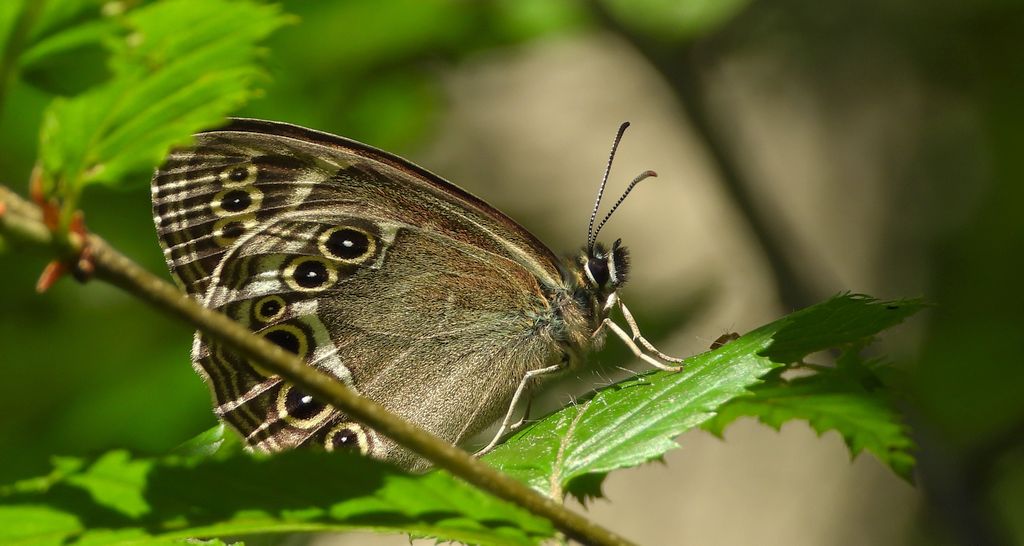 Osadnik wielkooki (Lopinga achine)