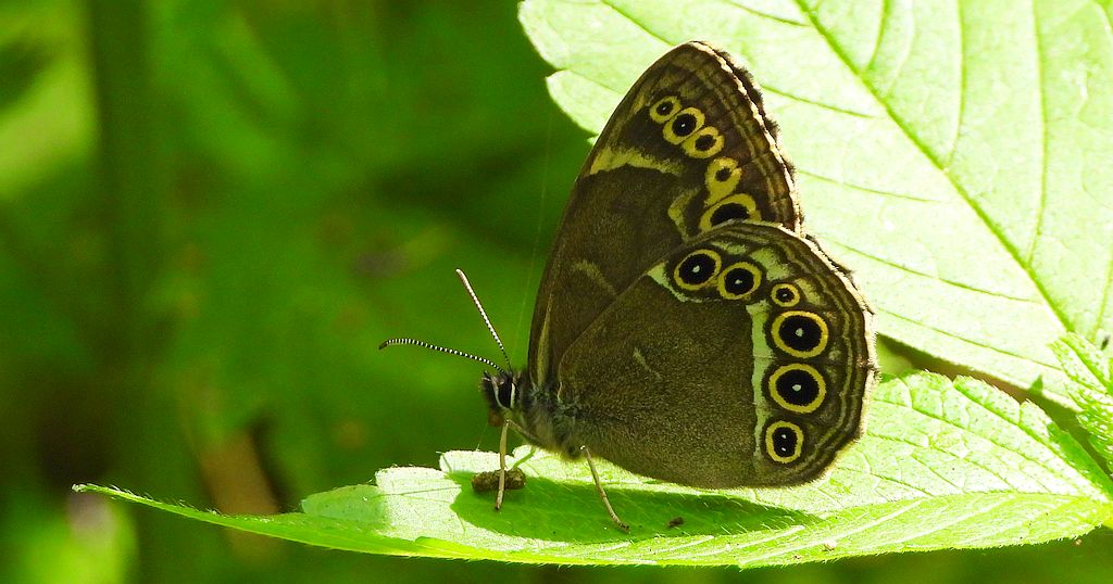 Osadnik wielkooki (Lopinga achine)