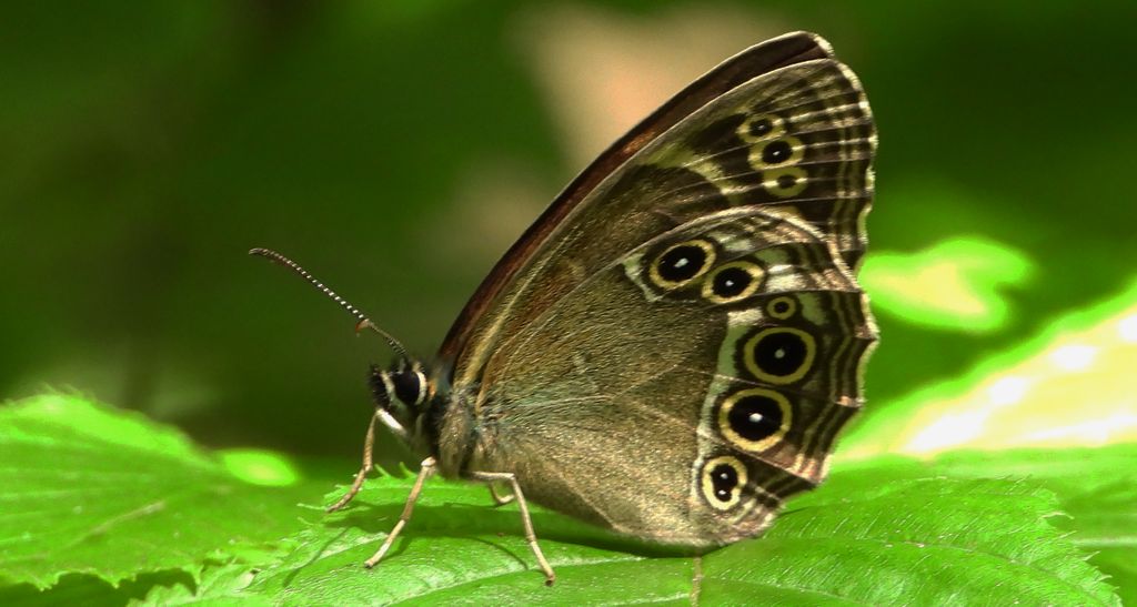 Osadnik wielkooki (Lopinga achine)