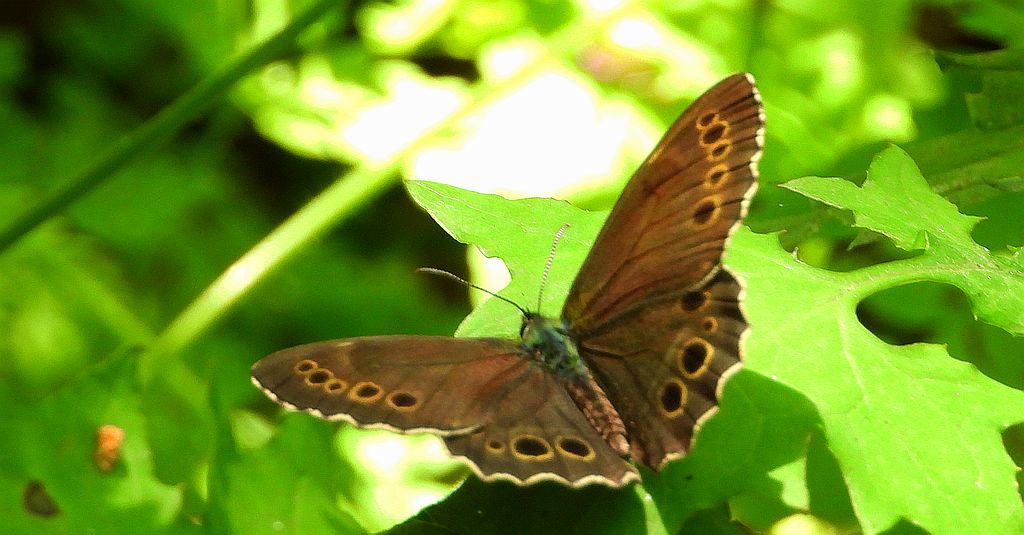Osadnik wielkooki (Lopinga achine)