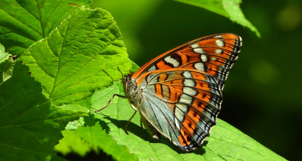 Pokłonnik osinowiec (Limenitis populi)