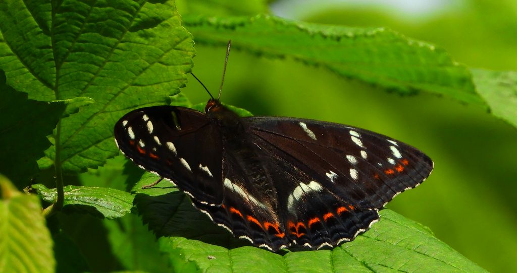 Pokłonnik osinowiec (Limenitis populi)