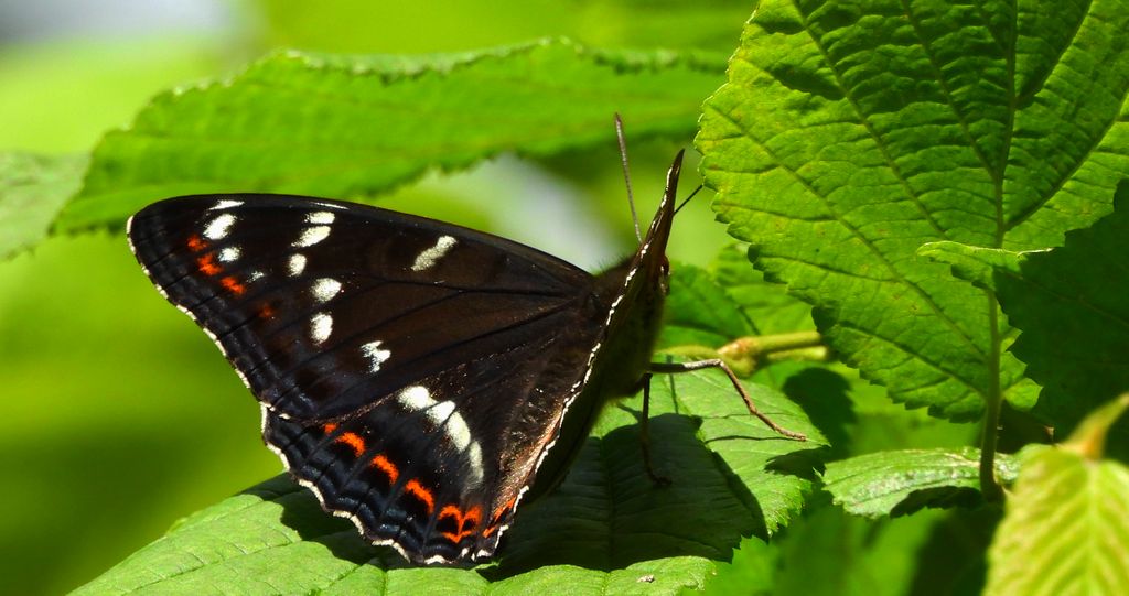 Pokłonnik osinowiec (Limenitis populi)