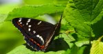 Pokłonnik osinowiec (Limenitis populi)