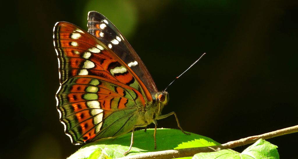 Pokłonnik osinowiec (Limenitis populi)