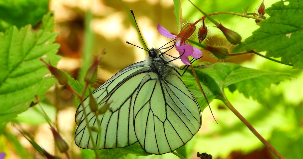 Niestrzęp głogowiec (Aporia crataegi)