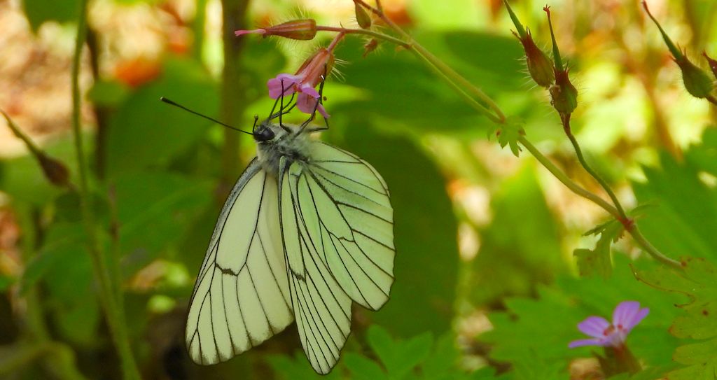 Niestrzęp głogowiec (Aporia crataegi)