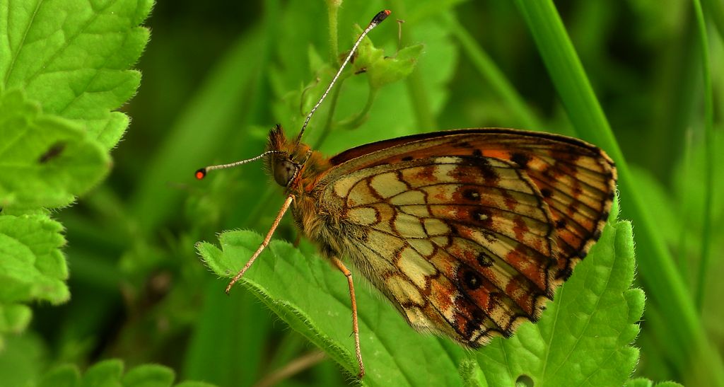 Dostojka ino (Brenthis ino)