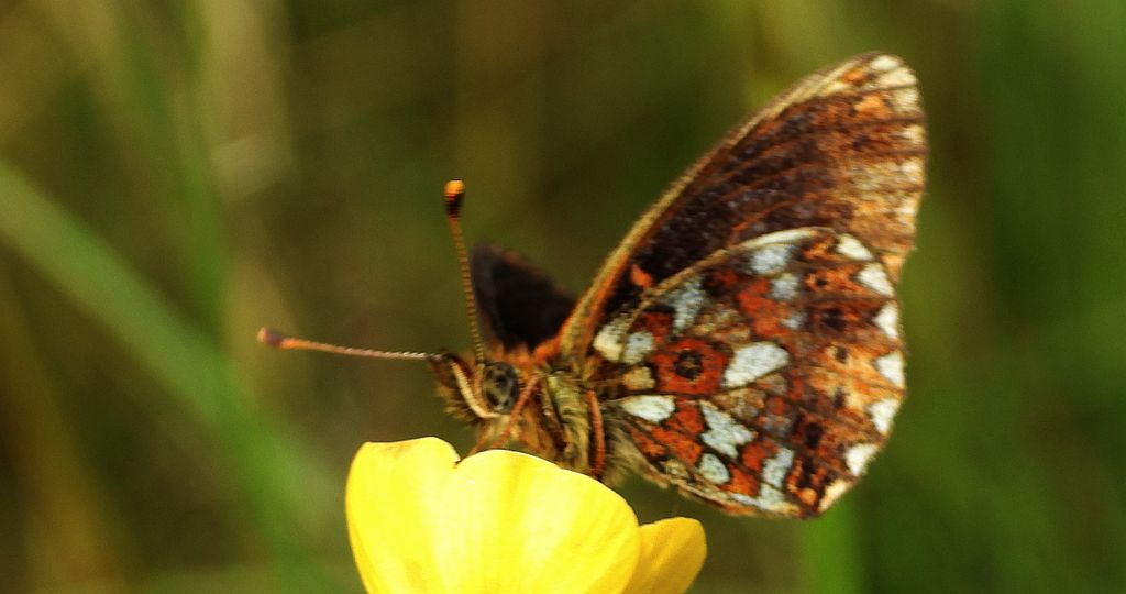 Dostojka eufrozyna (Boloria euphrosyne)
