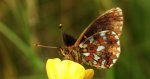 Dostojka eufrozyna (Boloria euphrosyne)