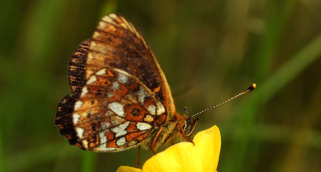 Dostojka eufrozyna (Boloria euphrosyne)