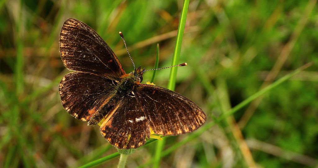 Dostojka eufrozyna (Boloria euphrosyne)