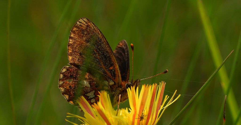 Dostojka eufrozyna (Boloria euphrosyne)
